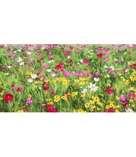 Field of Flowers - Silvia Mei