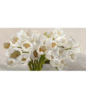 Tulipes blanches - Leonardo Sanna