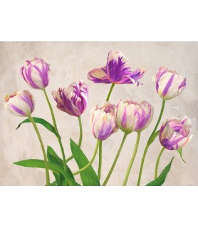 Tulipes - Jenny Thomlinson
