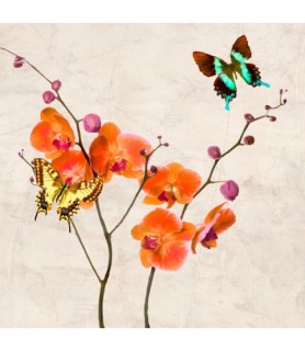 Orchids & Butterflies I - Teo Rizzardi