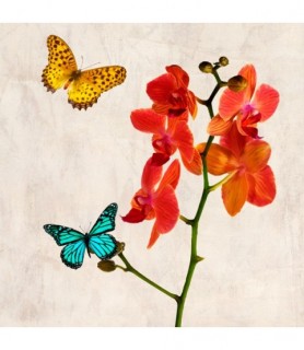 Orchids & Butterflies II -...