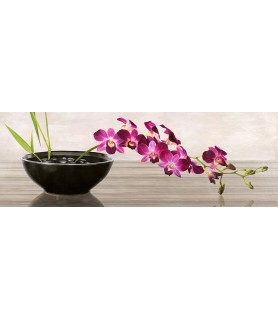 Orchid Arrangement - Shin Mills
