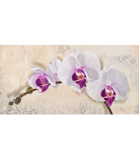 Royal Orchid - Elena Dolci