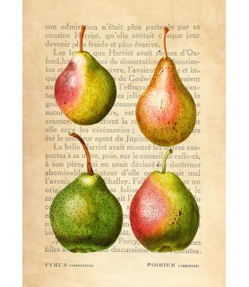 Pears, After Redouté - Remy...