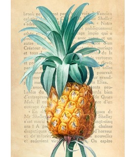 Pineapple, After Redouté - Remy Dellal