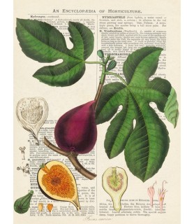 Fruits de saison, Figues - Remy Dellal