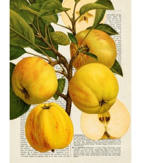 Fruits de saison, Pommes - Remy Dellal