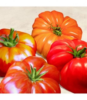 Tomatoes - Remo Barbieri