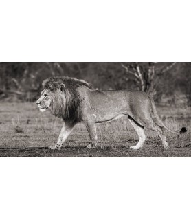 Lion walking in African Savannah - Pangea Images
