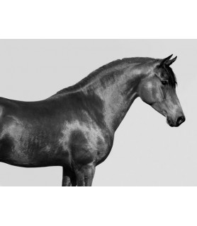 Orpheus, Arab Horse - Pangea Images