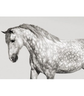 Leia, Andalusian Pony - Pangea Images
