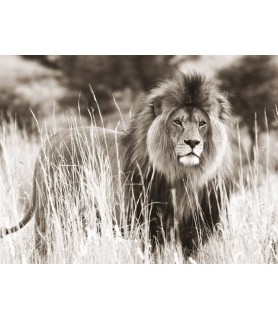 Male lion - Anonymous
