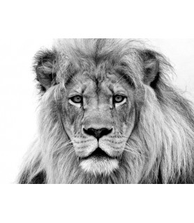 Male Lion - William Franklin