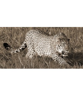 Leopard hunting - Pangea Images