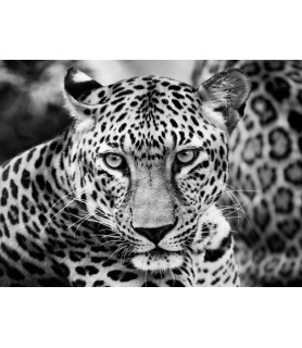 Young Leopard - Dimitri Ersler