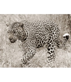 Leopard hunting - Anonymous