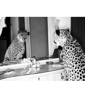 Cheetah looking in mirror -...