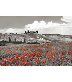 Farmhouse with Cypresses and Poppies, Val d'Orcia, Tuscany (BW) - Frank Krahmer