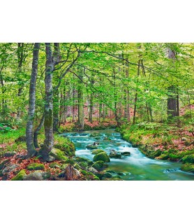 Forest brook through beech forest, Bavaria, Germany - Frank Krahmer