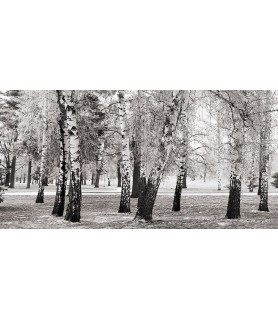 Birches in a Park - Pangea...