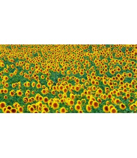 Sunflower field, France -...