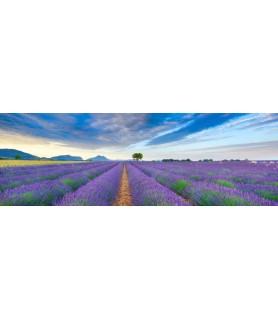Lavender Field, France -...