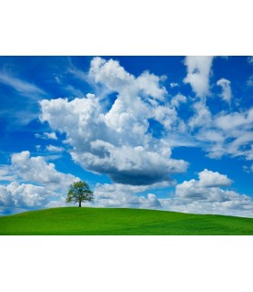 Oak and clouds, Bavaria,...