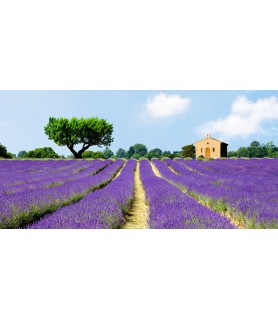 Lavender Fields, France -...