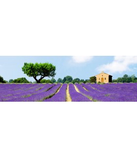 Lavender Fields, France - Pangea Images