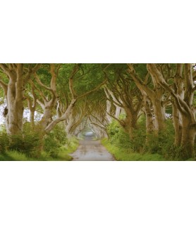 The Dark Hedges, Ireland - Pangea Images