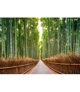 Bamboo Forest, Kyoto, Japan...