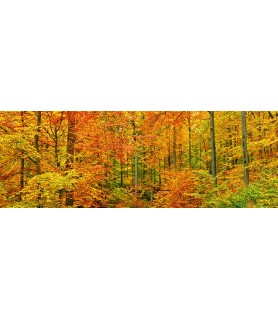 Beech forest in autumn,...