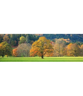 Mixed trees in autumn colour, Scotland - Anonymous
