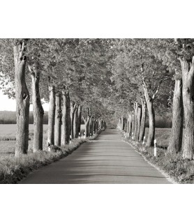 Lime tree alley,...
