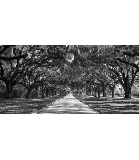 Tree lined plantation entrance, South Carolina - Anonymous