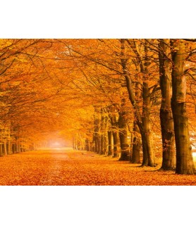 Woods in autumn - Pangea Images