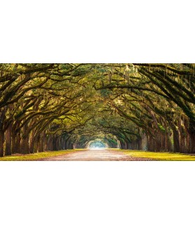Path lined with oak trees -...