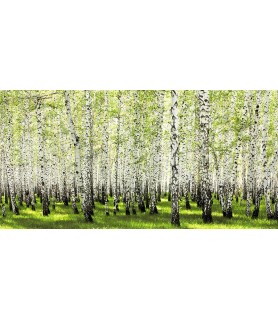 Birch forest in spring -...