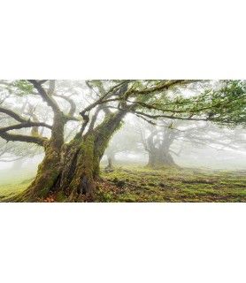 Laurel forest in fog, Madeira, Portugal - Frank Krahmer
