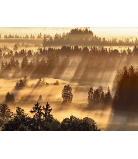 Fog impression at Sindelbachfilz, Bavaria, Germany - Frank Krahmer