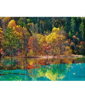 Forest in autumn colours, Sichuan, China - Frank Krahmer