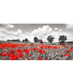 Poppies and vicias in...