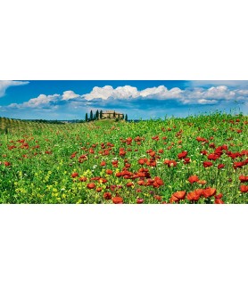 Farm house with cypresses and poppies, Tuscany, Italy - Frank Krahmer
