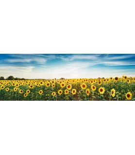 Sunflower field, Plateau...