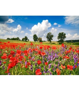 Poppies and vicias in meadow, Mecklenburg Lake District, Germany - Frank Krahmer
