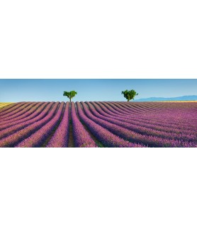 Lavender field, Provence,...