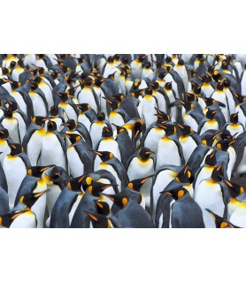 King penguin colony,...