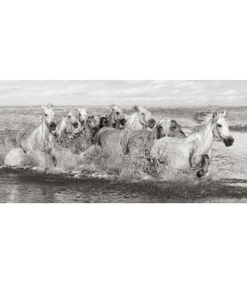 Herd of Horses, Camargue -...