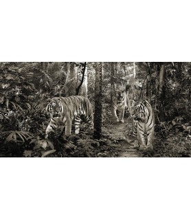 Bengal Tigers (detail, BW)...
