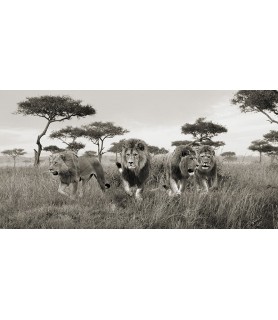 Brothers, Masai Mara, Kenya...